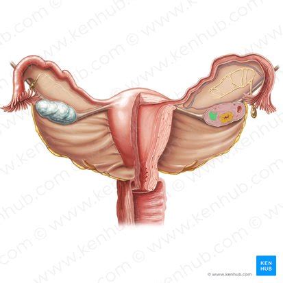 Corpus albicans: Anatomy and function | Kenhub