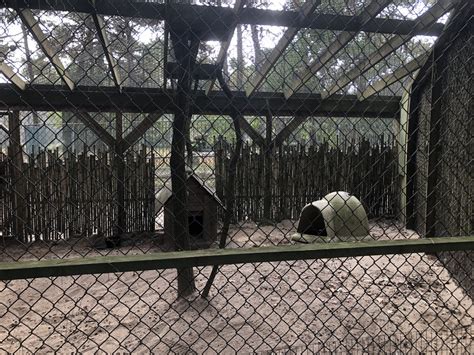 Ruppells Fox Enclosure Zoochat