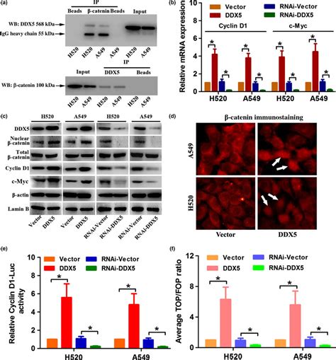 Ddx Promotes B Catenin Nuclear Accumulation And Activates Cyclin D