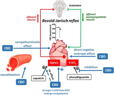 Reflexo De Bezold Jarisch Librain