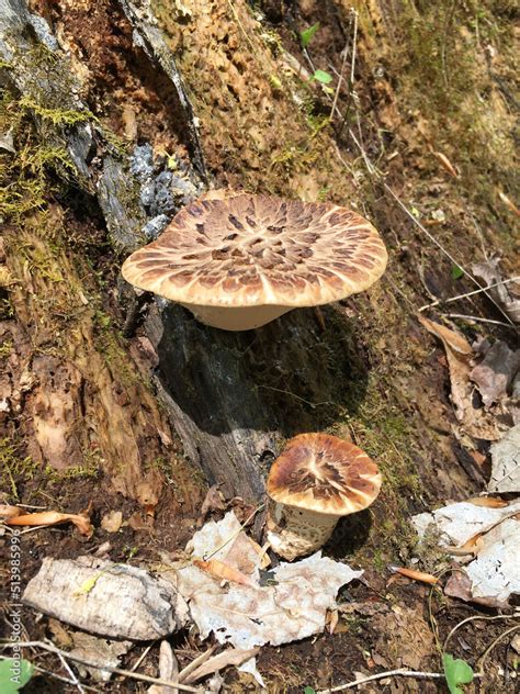 The Edible Fungus Ceriosporus Squamosus Commonly Called Dryad S Saddle