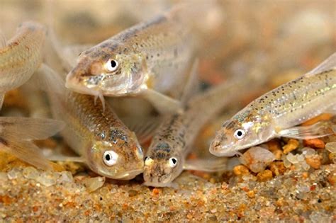 Peppered Chub Courthouse News Service