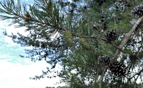 Pine Trees In Illinois | The 6 Best Types You Should Admire