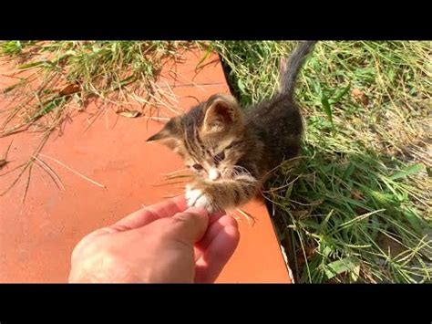 Homeless Kitten Doesn T Want Me To Leave YouTube