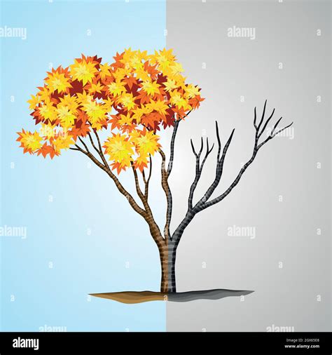 Mitad De Rbol Con Hojas Y Mitad Sin Hojas Imagen Vector De Stock Alamy