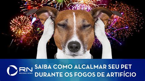 Especialista dá dicas de como acalmar seu pet durante a queima de fogos