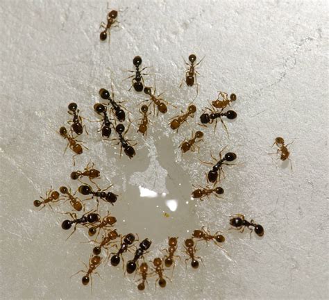 Argentine Ants Drive Bye Pest Exterminators