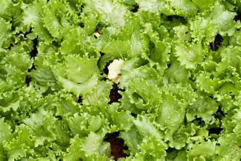 Frillice Iceberg Lettuce Vegetable Growing In Agricultural Farm Stock