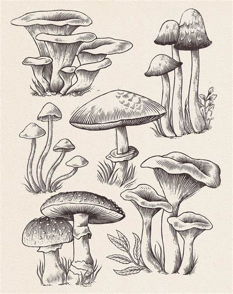 My Mushroom Drawing Mushroom Drawing Drawings Pencil Drawings Images