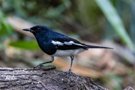 "Oriental Magpie-Robin" Images – Browse 2,514 Stock Photos, Vectors ...