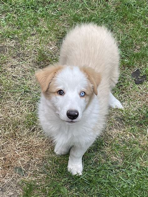 Piesek Border Collie Ee Red Gotowy Do Odbioru Badania Genetyczne