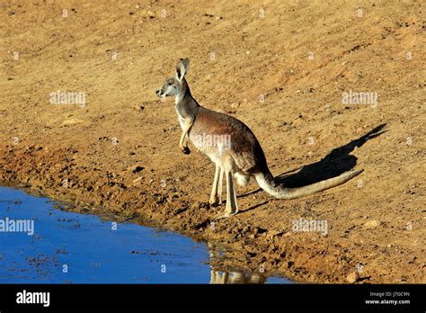 Red Kangaroo Macropus Rufus Adult Female By The Water Sturt