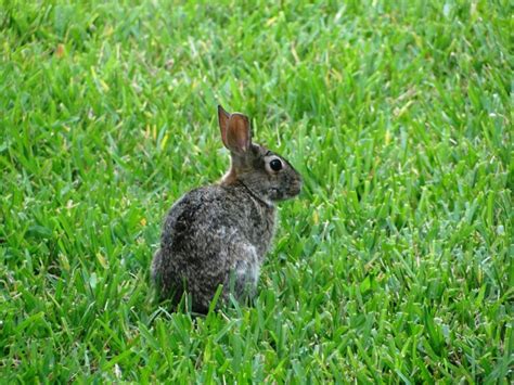 Rabbit Wildlife Animals Florida Living