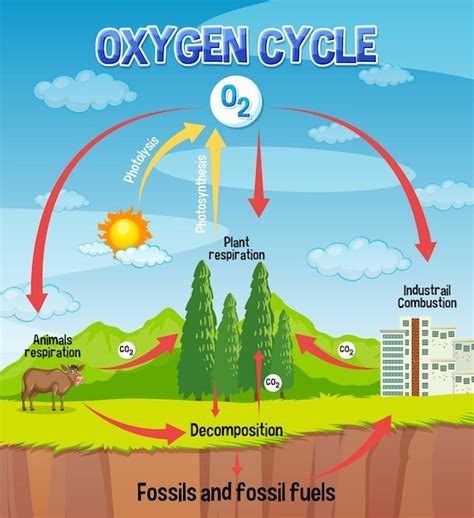 Nitrogen Cycle In Nature Diagram