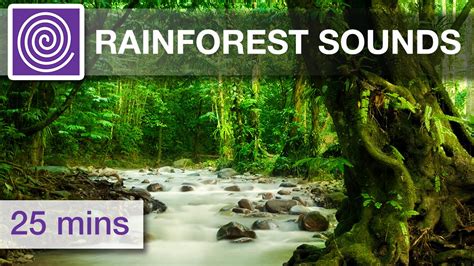 Rain Forest Sound Effects Only Nature Sounds Thunder Sounds