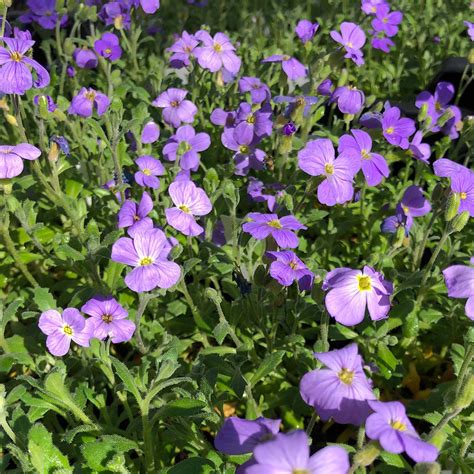 Aubrieta Cascade Blue Aubriète à Fleurs Bleu Lilas