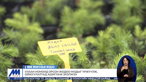 Улаан номонд орсон жодоо модыг үржүүлж, ойжуулалтад ашиглаж эхэлжээ ...