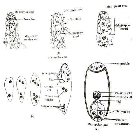 Embryo Sac Formation In Plants