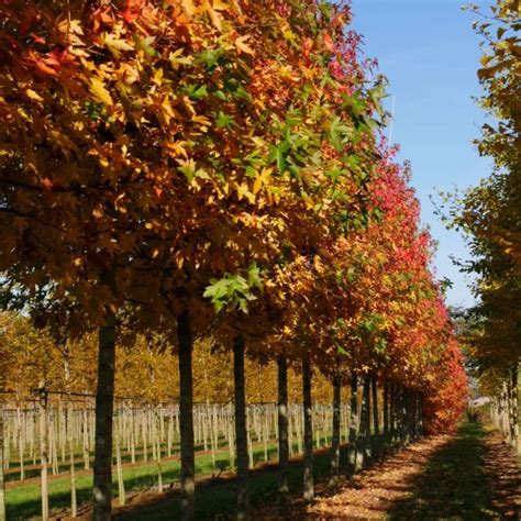 Liquidambar Formosana Formosan Sweet Gum Van Den Berk Nurseries