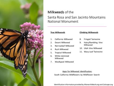 Milkweed Identification Guide - DocsLib