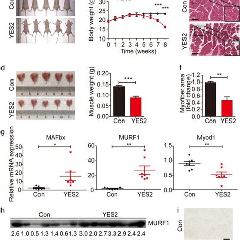 Development Of An ESCCinduced Cachexia Mouse Model A Body Weight