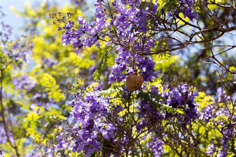 How To Grow And Care For A Jacaranda Tree