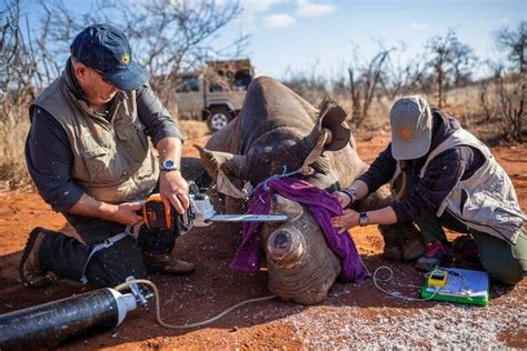 Black Rhinos Horns Cut Off Lose Some Of Their Gusto The New York Times