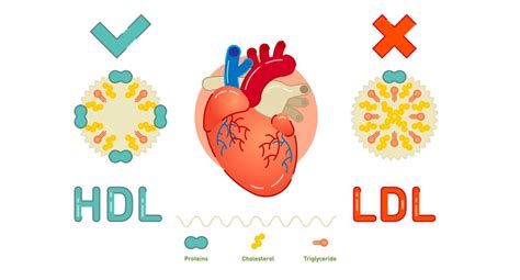 El Significado Del Colesterol Ldl Y Hdl Relevancia Médica