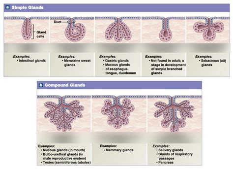 types  glands diagram quizlet