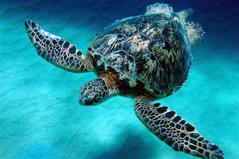 Green Sea Turtle The Biggest Animals Kingdom