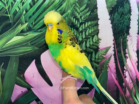 Yellow Green Pied English Budgies for sale (Budgerigar) - ParrotCrown.com