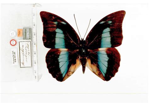 archaeoprepona demophon muson type specimens