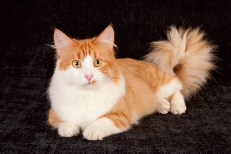 13 Orange and White Cat Breeds You'll Love (With Pictures)