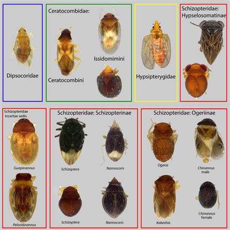 Dipsocoromorpha | Heteropteran Systematics Lab