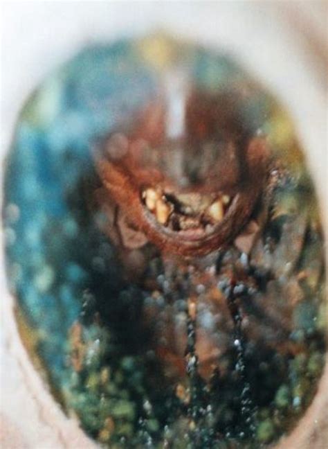 Sophia Catherine Wells Nance (1824-1853): homenaje de Find a Grave