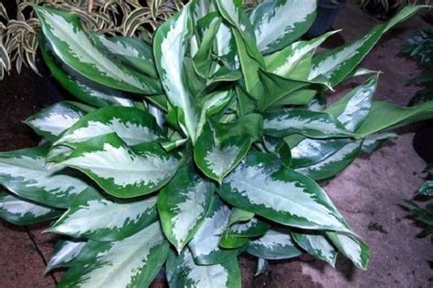 Chinese Evergreen Aglaonema Varieties Part 2 Artofit