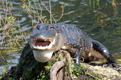 Everglades National Park, Wildlife Tourism in Florida - Traveldigg.com