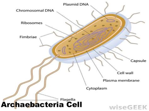 Pengertian, Ciri, Struktur, Habitat dan Klasifikasi Archaeobacteria