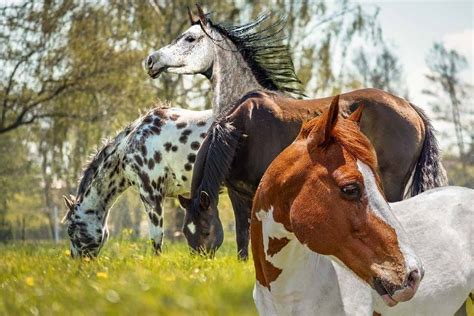 Les 10 Races De Chevaux Les Plus Rares Au Monde