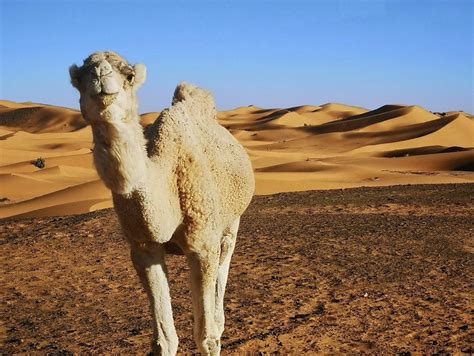 10 Days Trip From Tangier Morocco Trips And Holidays To Sahara Desert