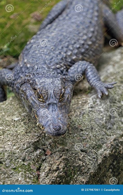 Alligator, or Jacare in Portuguese Stock Image - Image of animal, fear ...