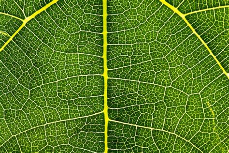 Fondo De Textura De Hoja De Rbol Fresco Y Verde Foto Premium