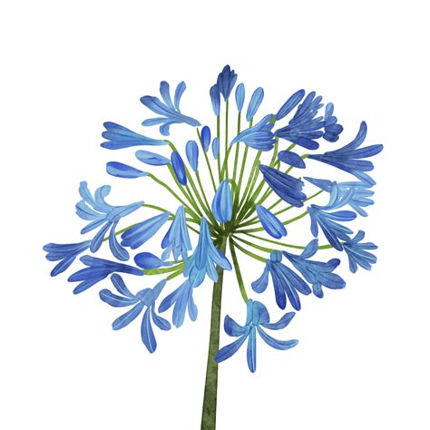 Blue Watercolor Flower Png Transparent Berberine Blue African