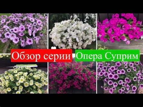 Обзор петуний серии Опера Суприм с достоинствами и недостатками - YouTube