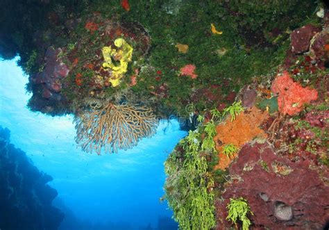 Coral Reef - Cozumel, Mexic Stock Image - Image of ocean, cozumel: 22247175