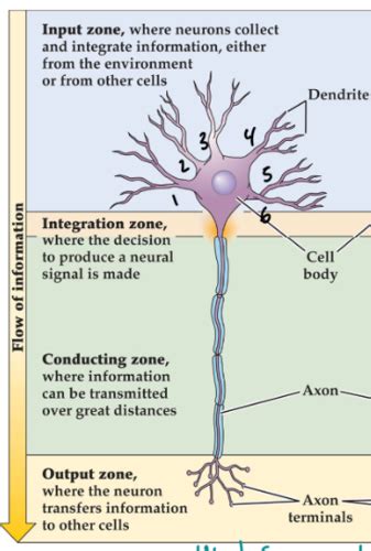 Intro To Neuro Exam I Flashcards Quizlet