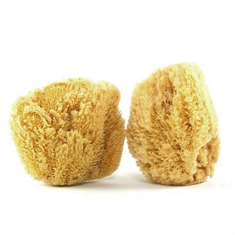 Lot 2 5 6 Natural Ocean Sea Sponge Bath Body Shower Washing Spa