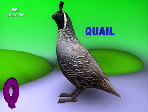 quail - jakeira493 Photo (45131587) - Fanpop