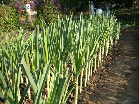 C Mo Cultivar Puerros La Huerta De Ivan