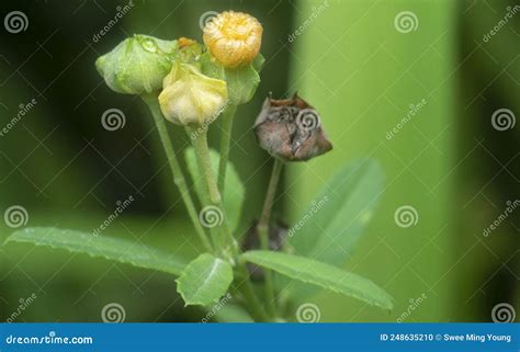 Tiro Certeiro Da Planta De Algas Sida Rhombifolia Foto De Stock